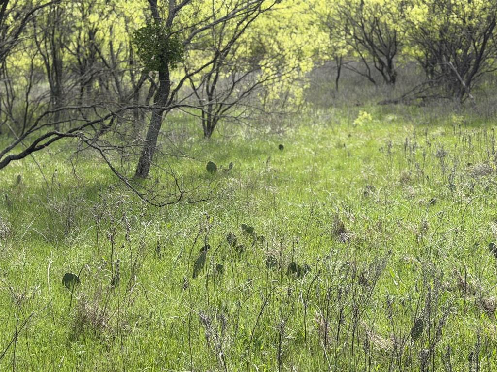250 County Road 427 Rising Star, TX 76471 - Photo 6 of 24 a view of yard with green space