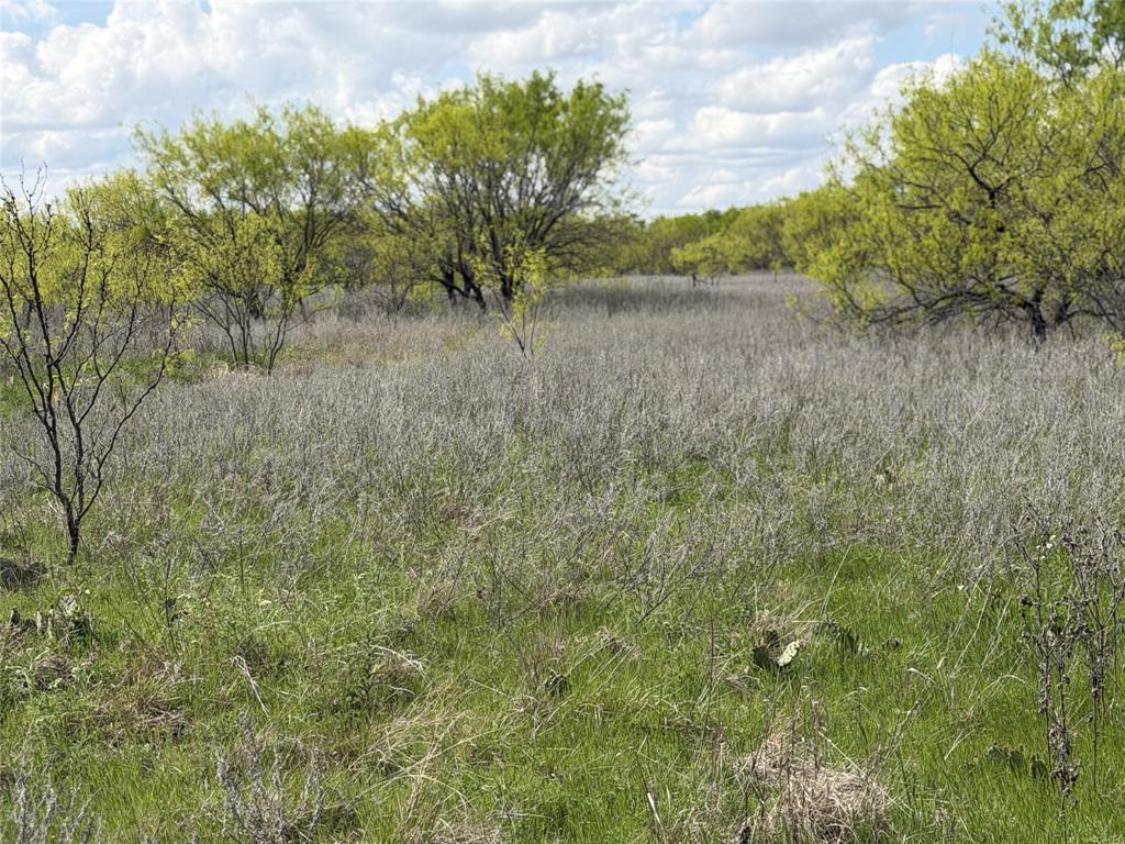 250 County Road 427 Rising Star, TX 76471 - Photo 7 of 24 a view of a yard with a tree