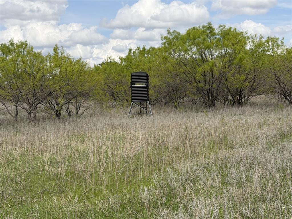 250 County Road 427 Rising Star, TX 76471 - Photo 9 of 24 a view of a dry yard with large trees