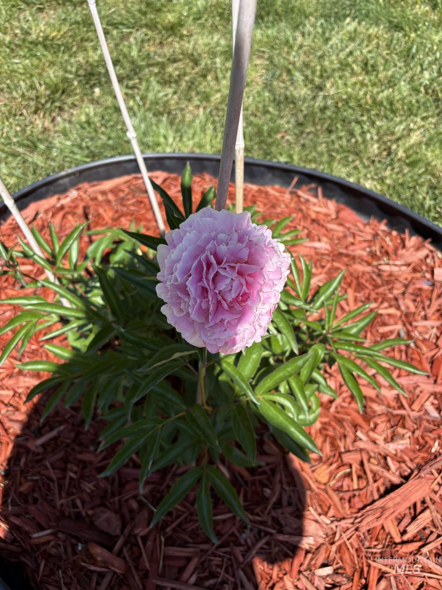 409 North 7th Street Payette, ID 83661 - Photo 19 of 23 Potted plant featuring a pink blossom, green foliage, and red wood chip mulch