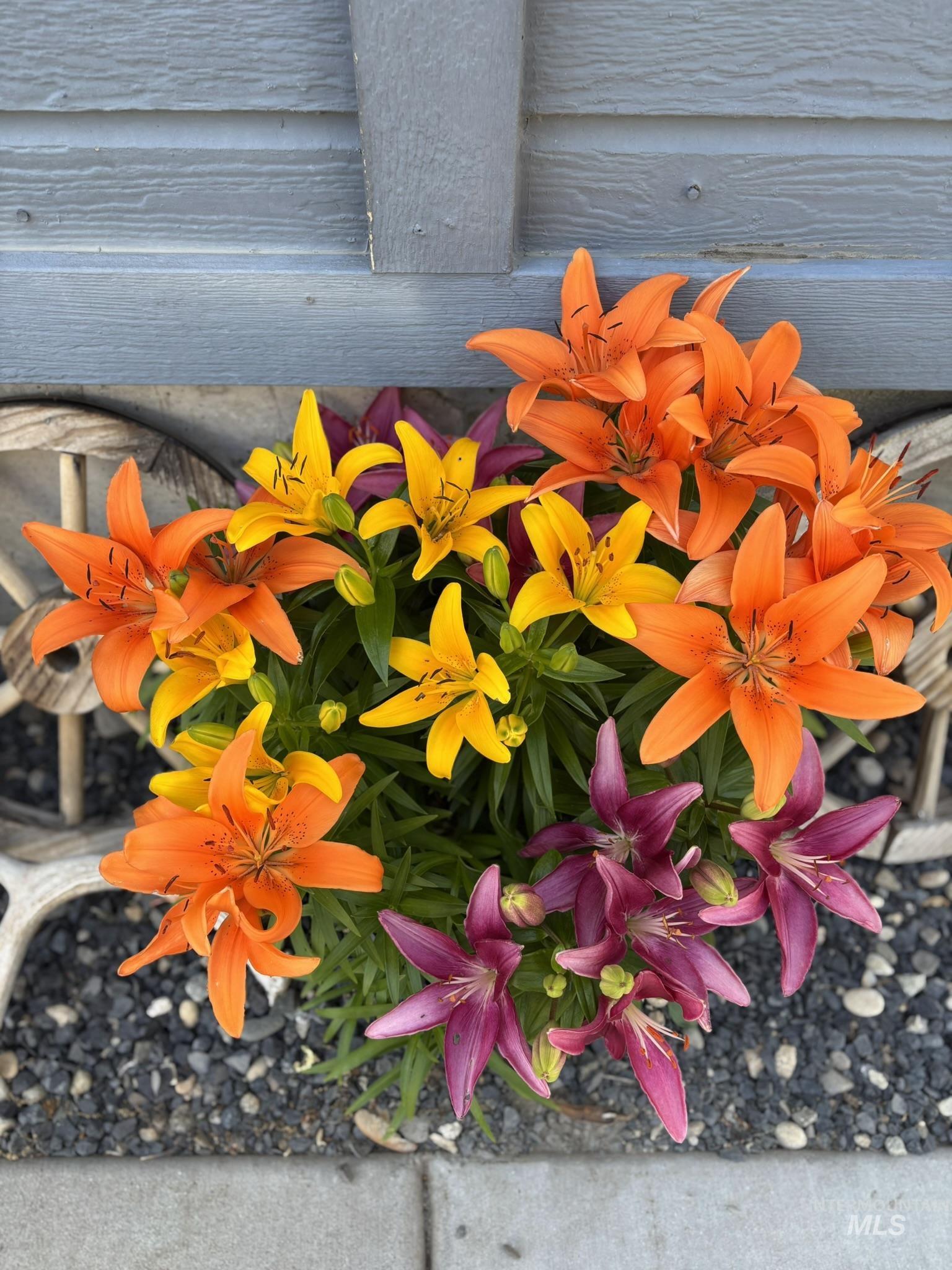 409 North 7th Street Payette, ID 83661 - Photo 21 of 23 Vibrant mixed lilies in orange, yellow, and deep magenta hues