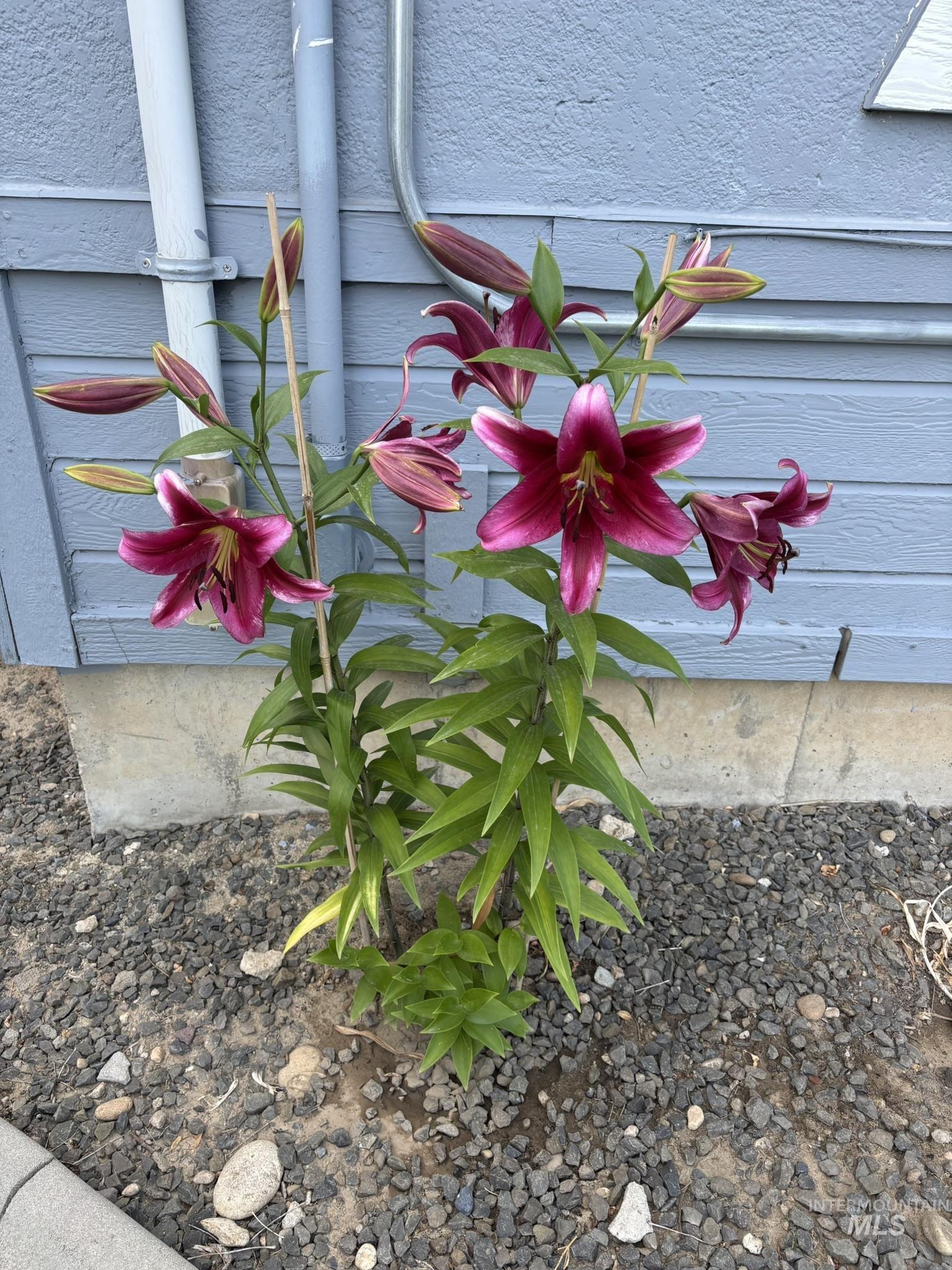 409 North 7th Street Payette, ID 83661 - Photo 22 of 23 Garden bed featuring mature flowering plants and dark gravel