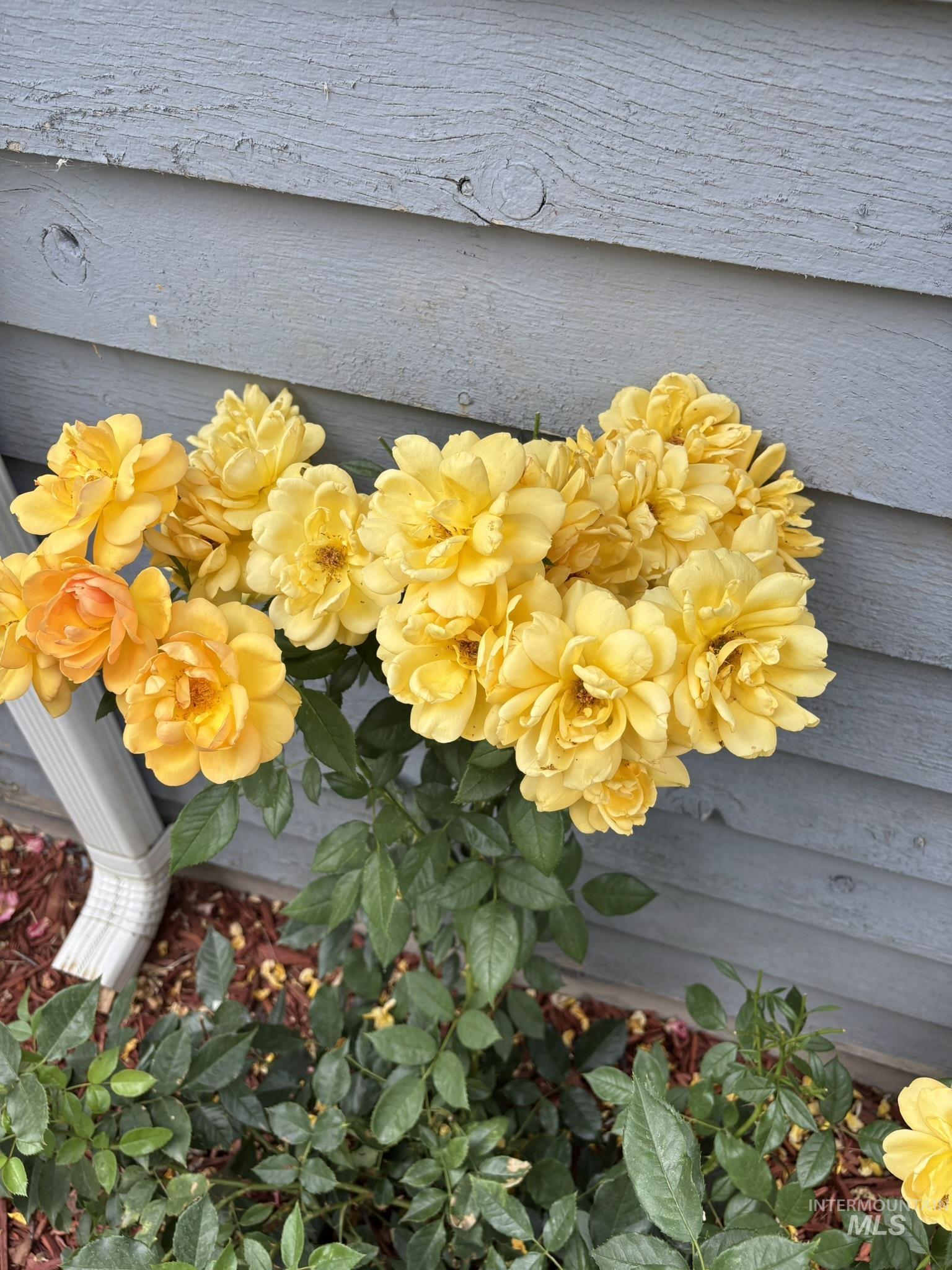 409 North 7th Street Payette, ID 83661 - Photo 23 of 23 Flowering yellow shrub against a light blue siding exterior