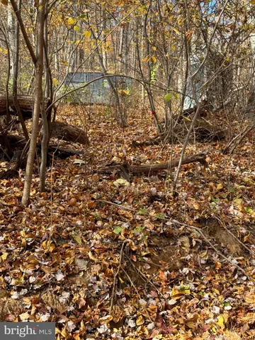 a view of a large tree