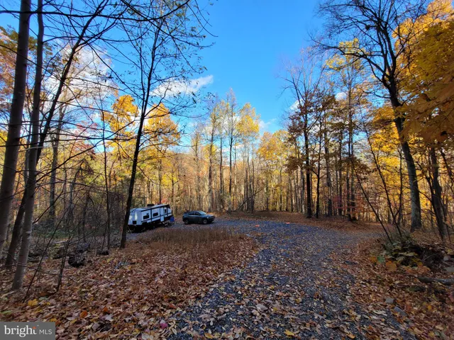 a view of road with large trees