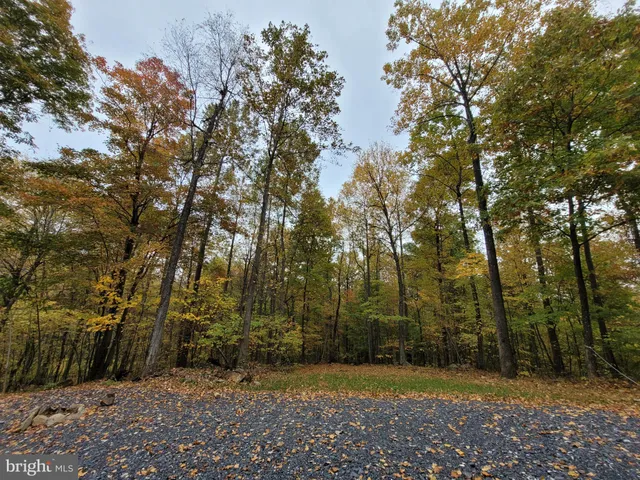 a view of a yard with plants and trees