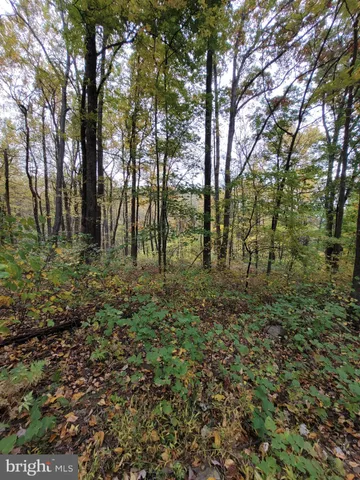 a view of a yard with trees