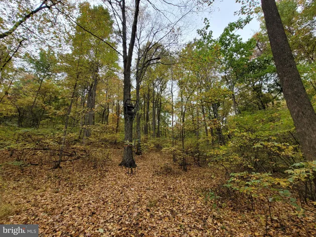 a view of a forest with trees