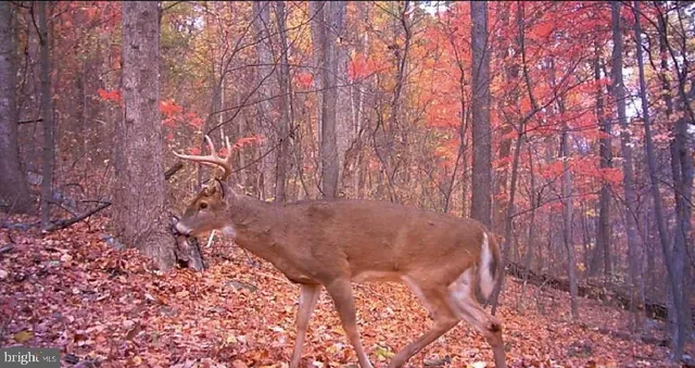 a view of a garden with plants and large trees