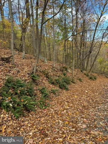 a view of a yard with plants and trees