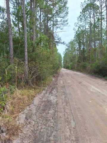 a view of a forest with trees in the background