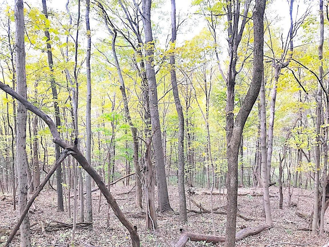 0 North Township Road Middleport, OH 45760 - Photo 26 of 49