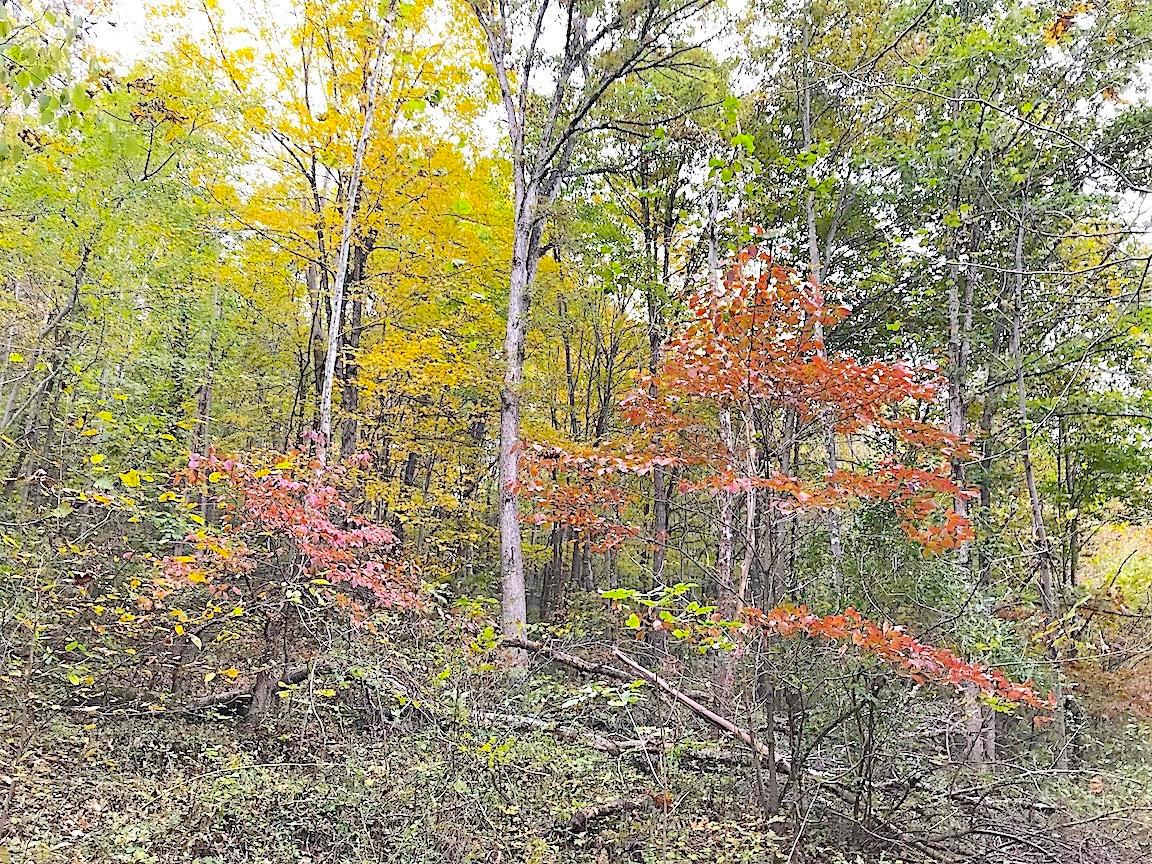 0 North Township Road Middleport, OH 45760 - Photo 8 of 49