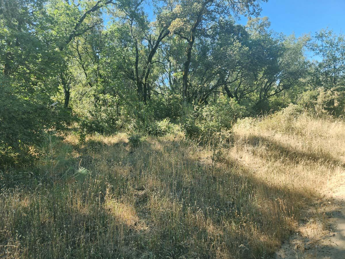 0 Texas Hill Road Oregon House, CA 95962 - Photo 24 of 32 a view of a yard