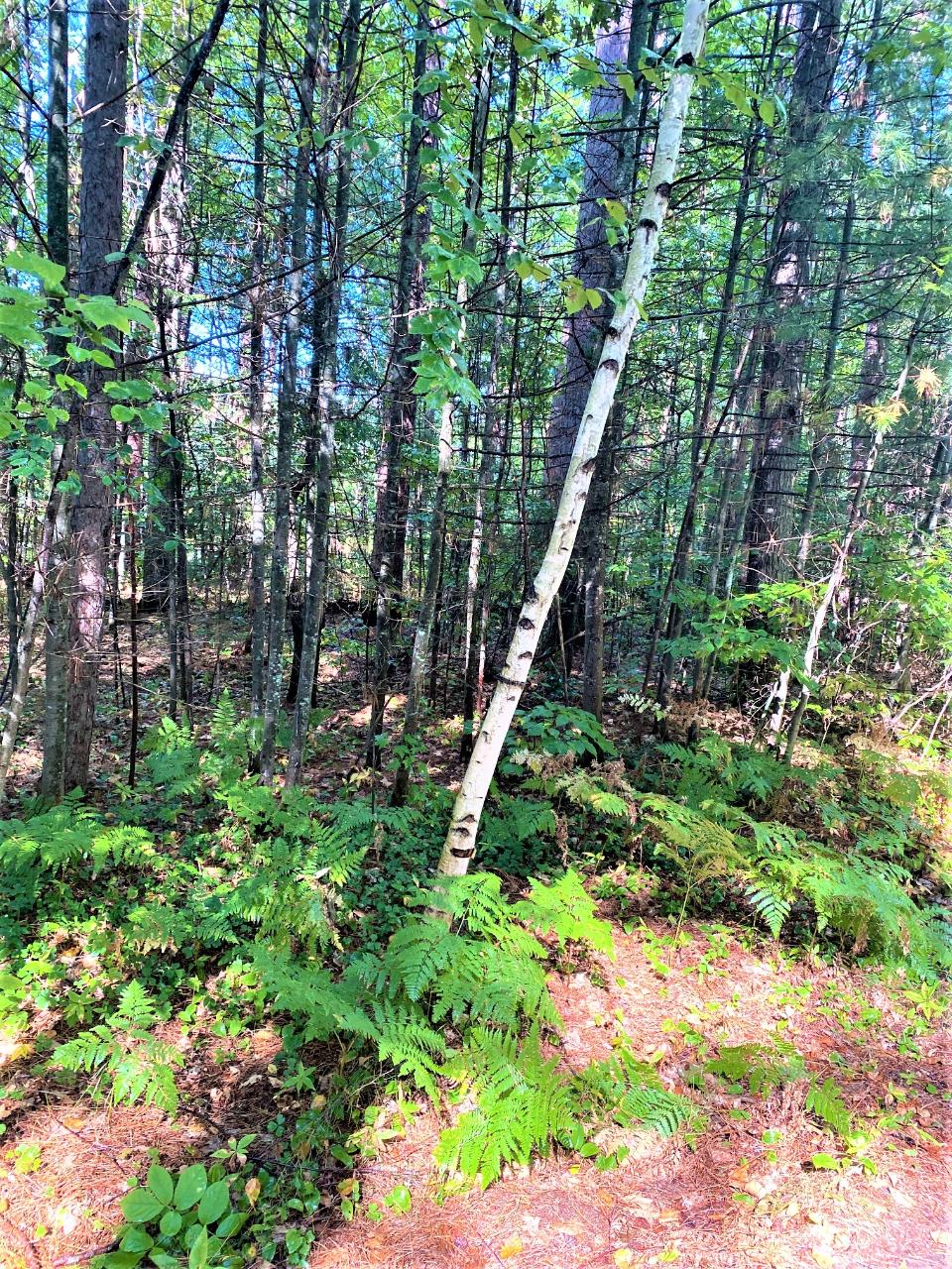 Lot 2 Deer Park Road Manitowish Waters, WI 54545 - Photo 6 of 8 Gallery Image 6