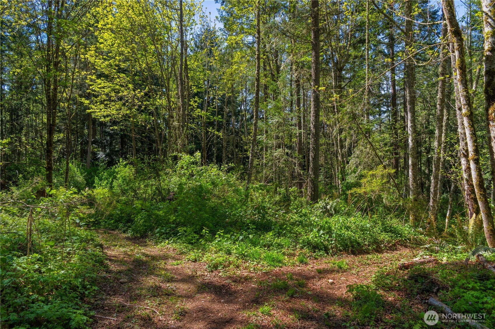 408 South Saylor Road Camano Island, WA 98282 - Photo 36 of 38 a view of a lush green forest