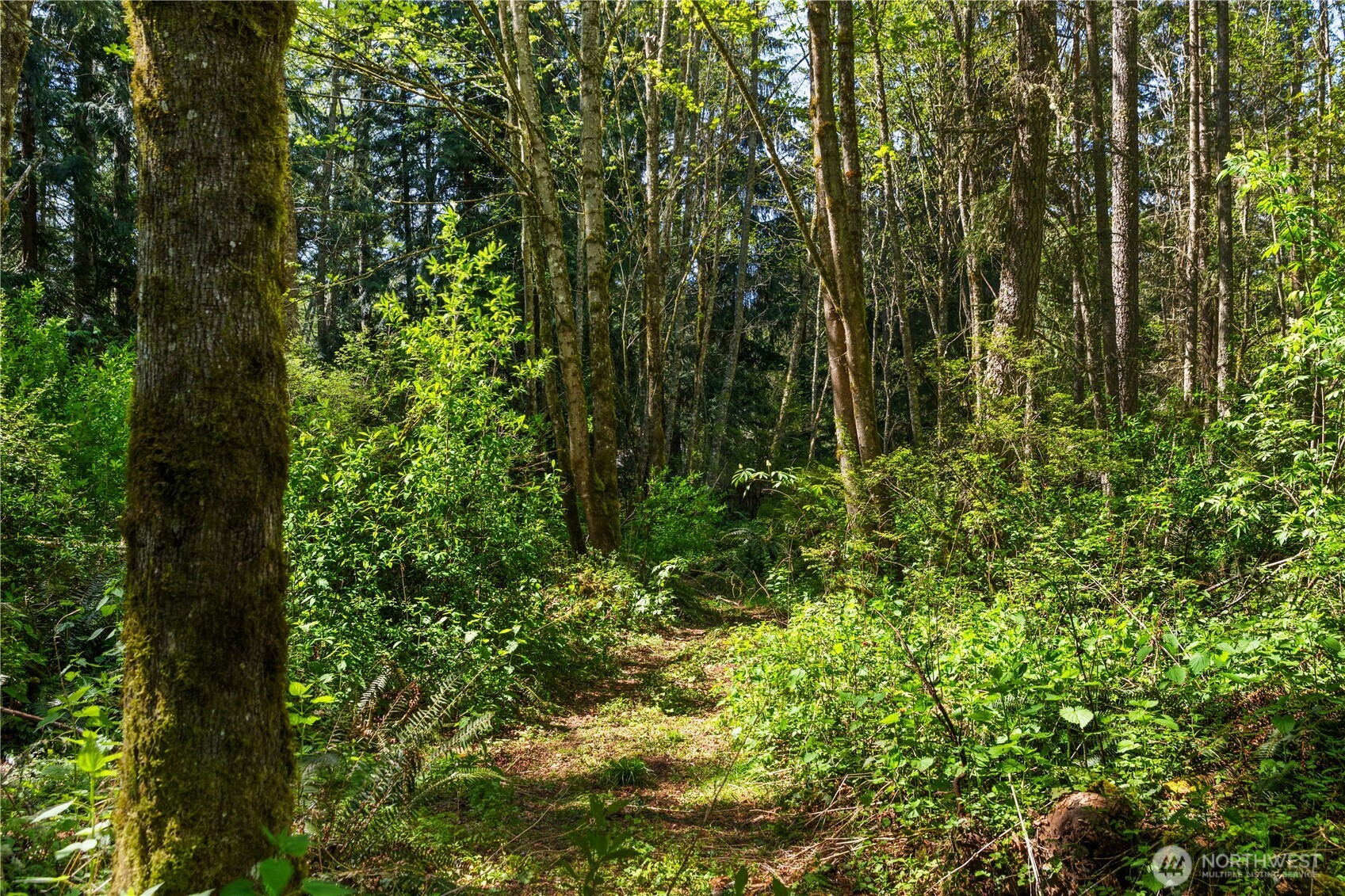 408 South Saylor Road Camano Island, WA 98282 - Photo 37 of 38 a view of a lush green forest