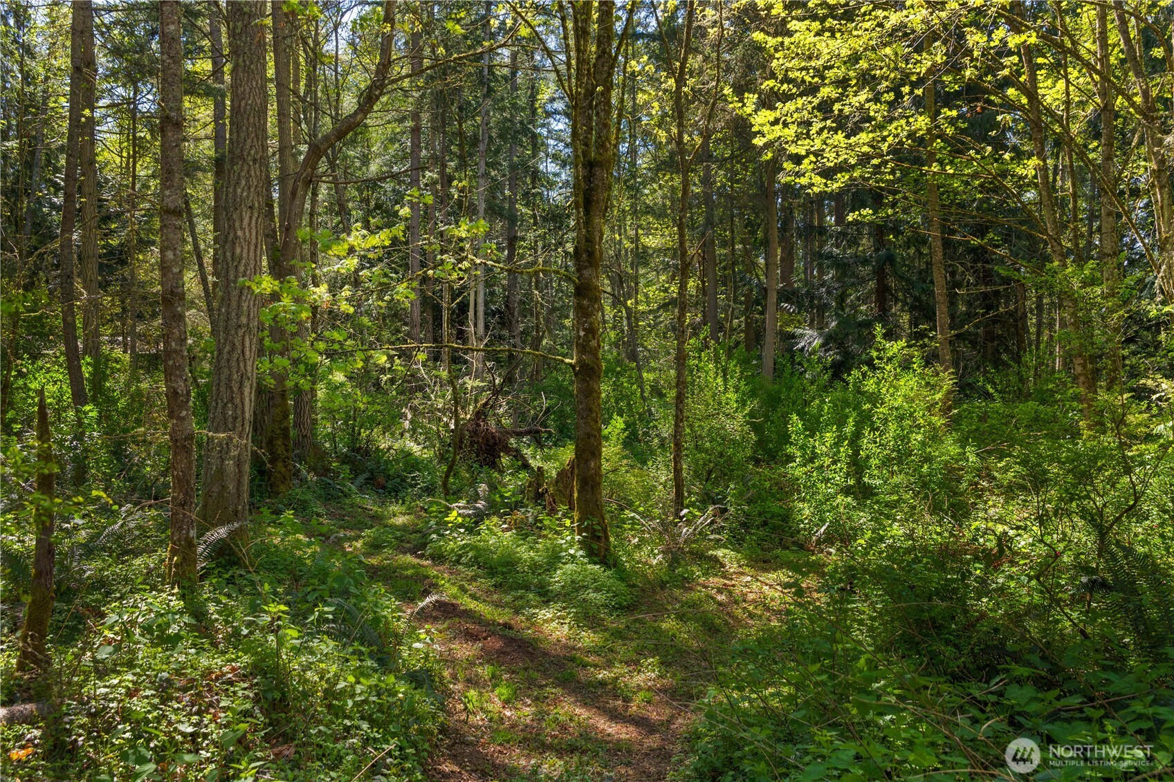 408 South Saylor Road Camano Island, WA 98282 - Photo 38 of 38 a view of forest