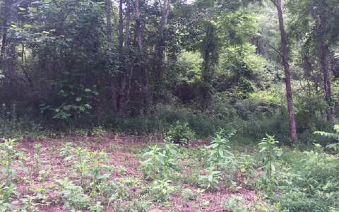Tr Piney Road Hayesville, NC 28904 - Photo 1 of 1 Main View