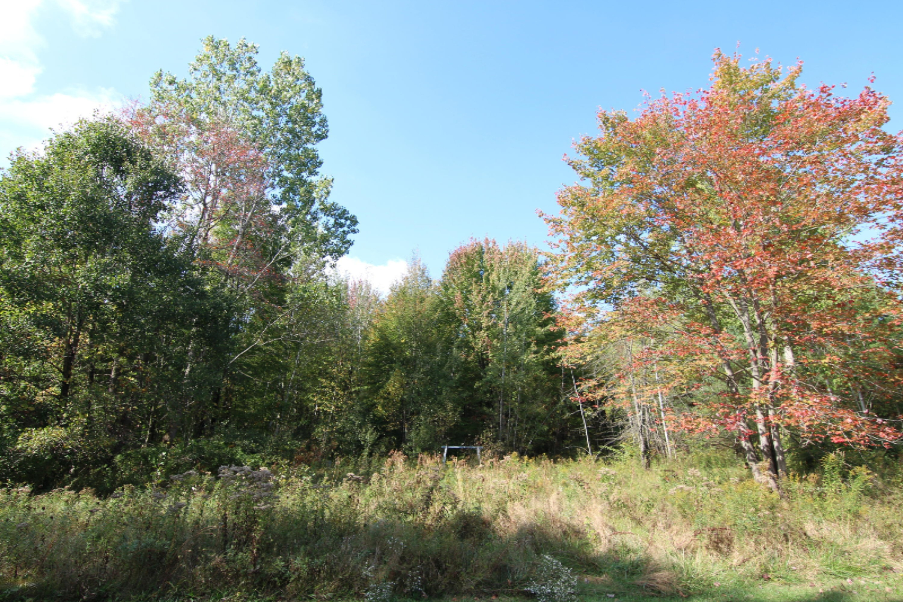 5983 Rollenhagen Road Ravenna, MI 49451 - Photo 5 of 10 Back Woods