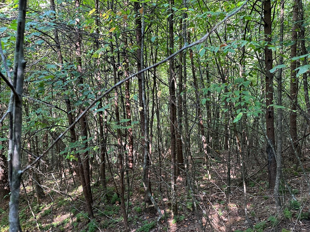 1 Kyle-arp Blue Ridge Blue Ridge, GA 30513 - Photo 17 of 28