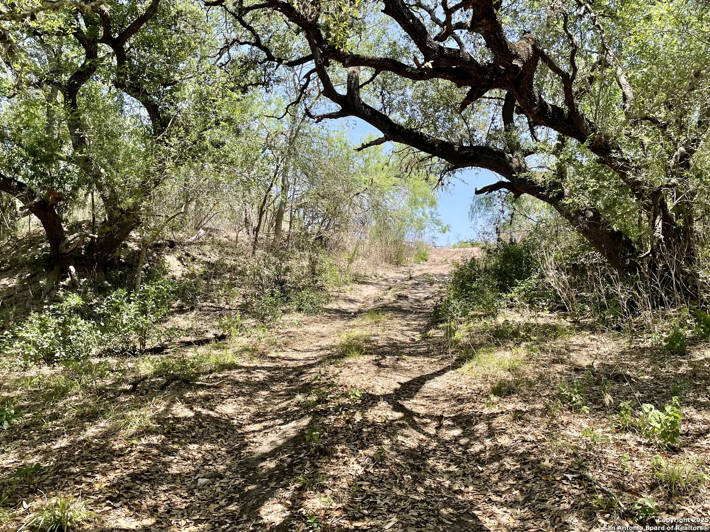 Tract 3 West King Lane Tuleta, TX 78142 - Photo 4 of 7 a view of a tree