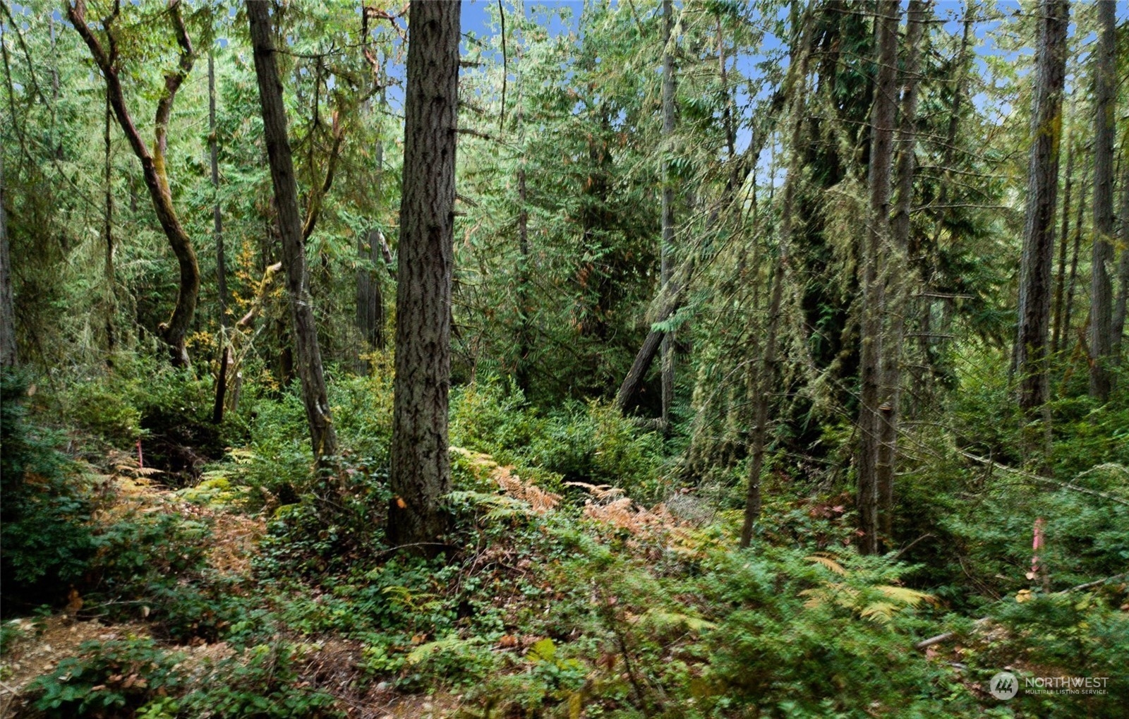 11419 Guthrie Road Anderson Island, WA 98303 - Photo 1 of 12 Gallery Image 1