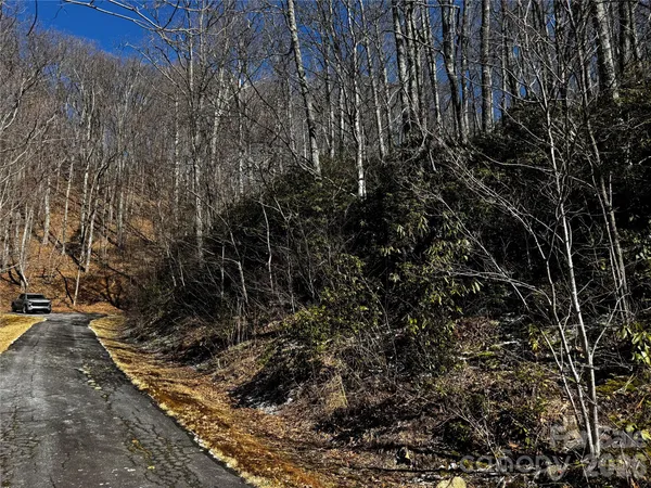 a view of a yard with plants and trees