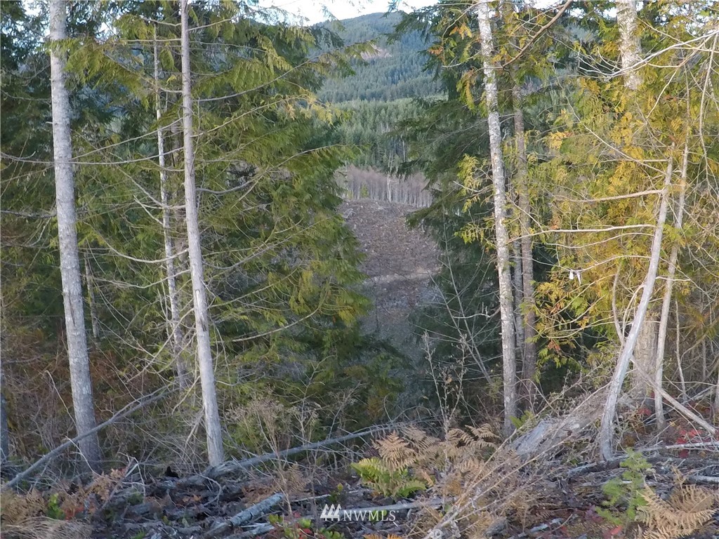 196 Coleman Hill Road Randle, WA 98377 - Photo 18 of 22