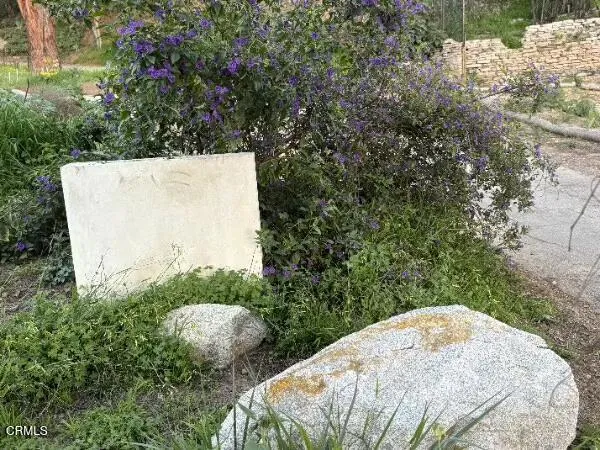 a view of a flower in a yard