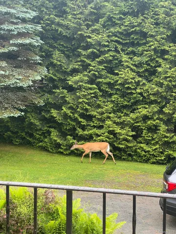 a view of a lake with a yard