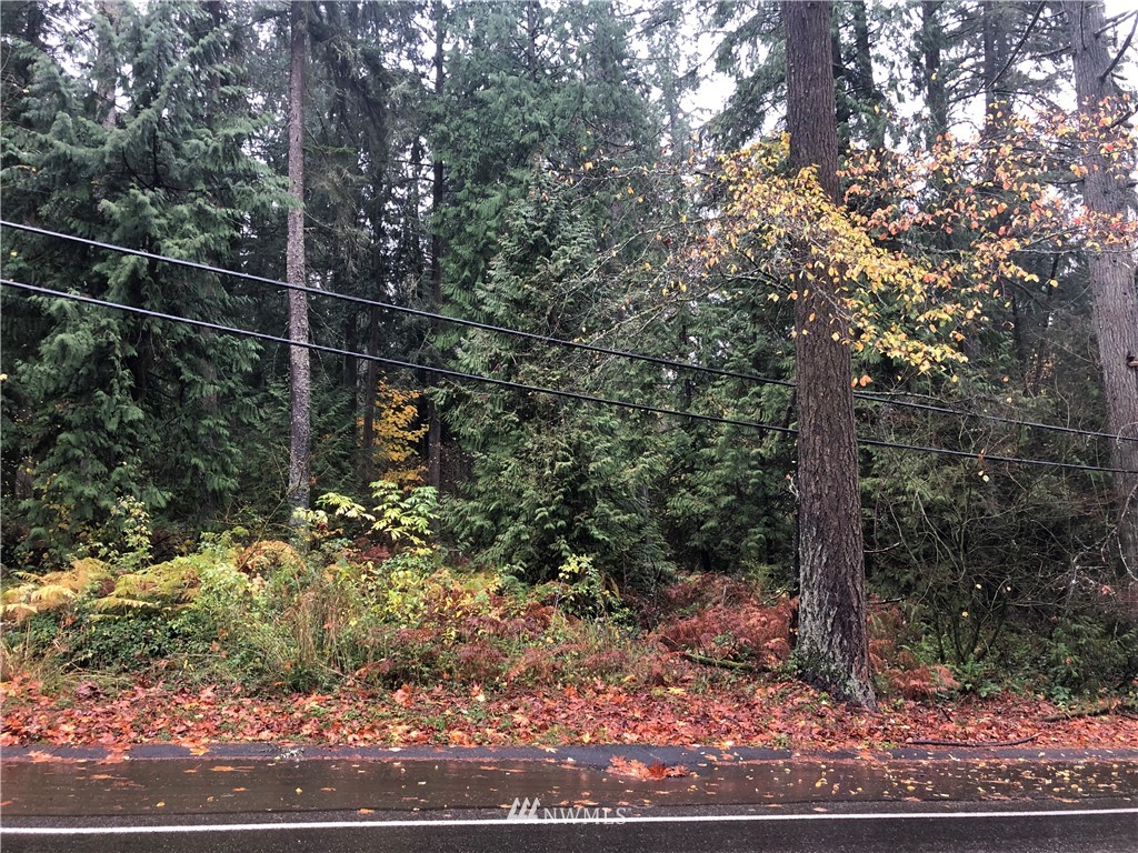 13600 196th Avenue Southeast Renton, WA 98059 - Photo 2 of 4 a view of a forest with a tree