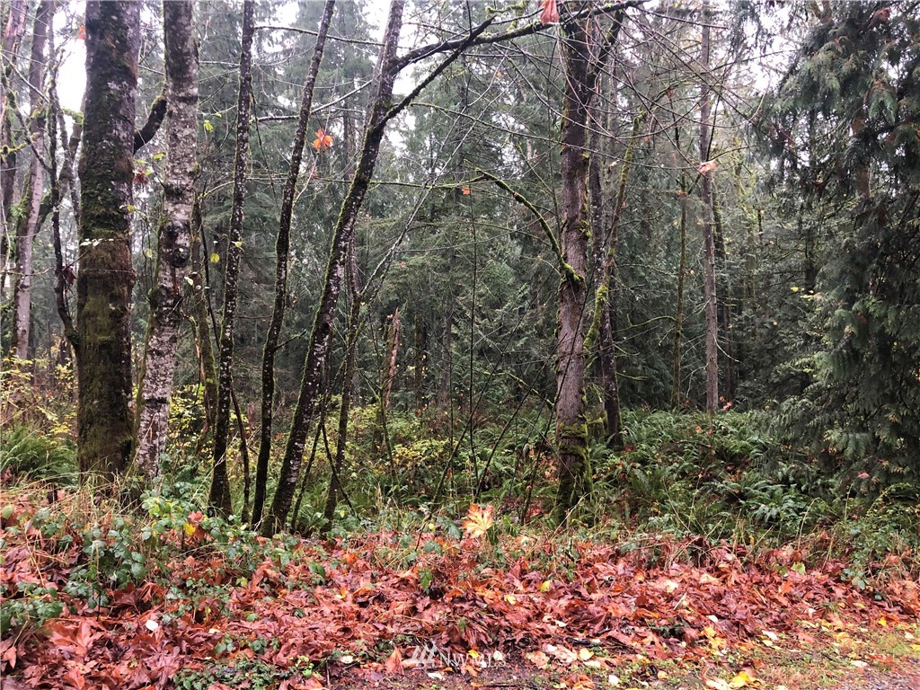 13600 196th Avenue Southeast Renton, WA 98059 - Photo 4 of 4 a view of a yard