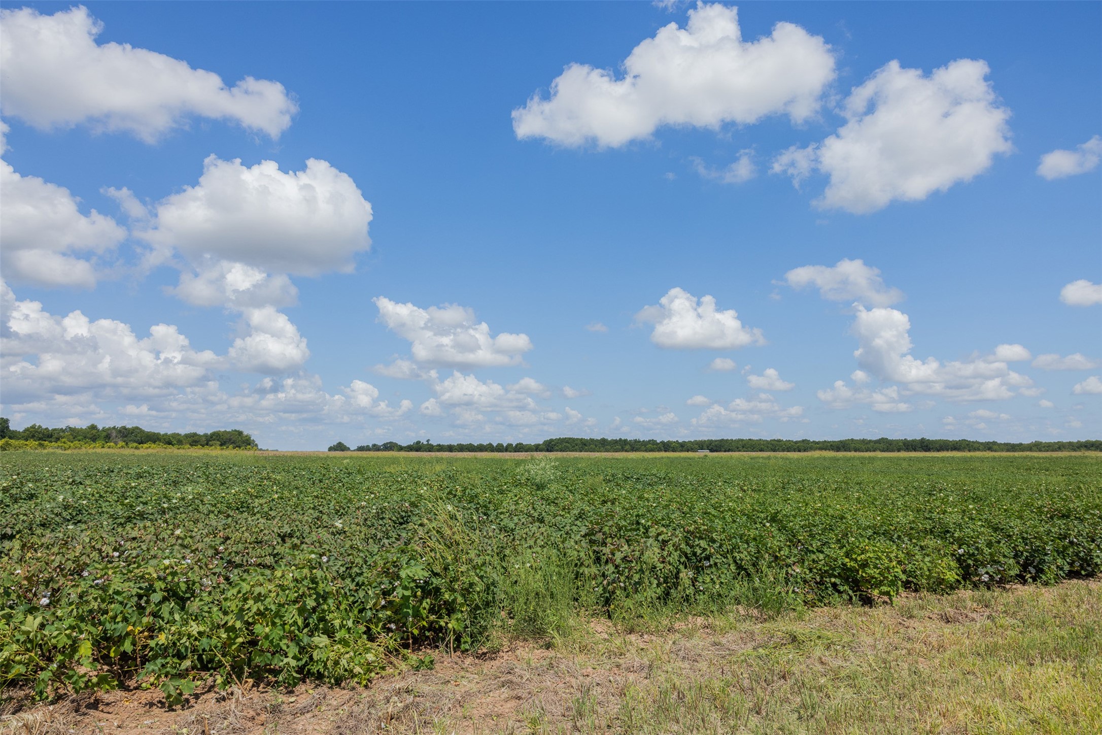 0 Fm 50 Somerville, TX 77879 - Photo 11 of 38 a view of a yard with an empty space