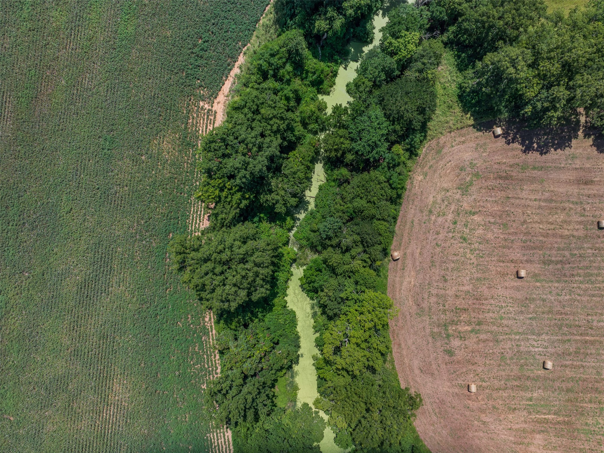 0 Fm 50 Somerville, TX 77879 - Photo 23 of 38 a plant that is in a garden