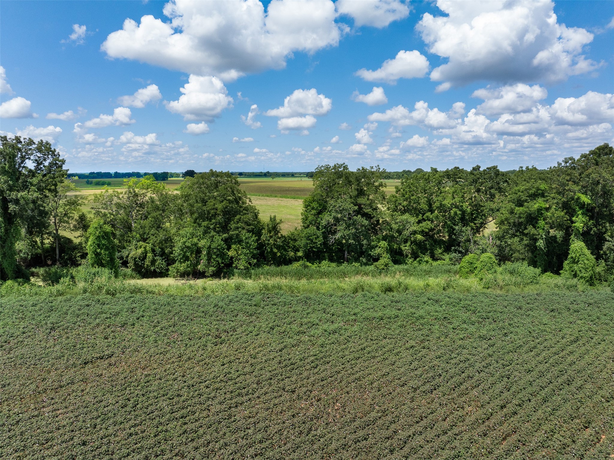 0 Fm 50 Somerville, TX 77879 - Photo 33 of 38 a view of a grassy field with an trees