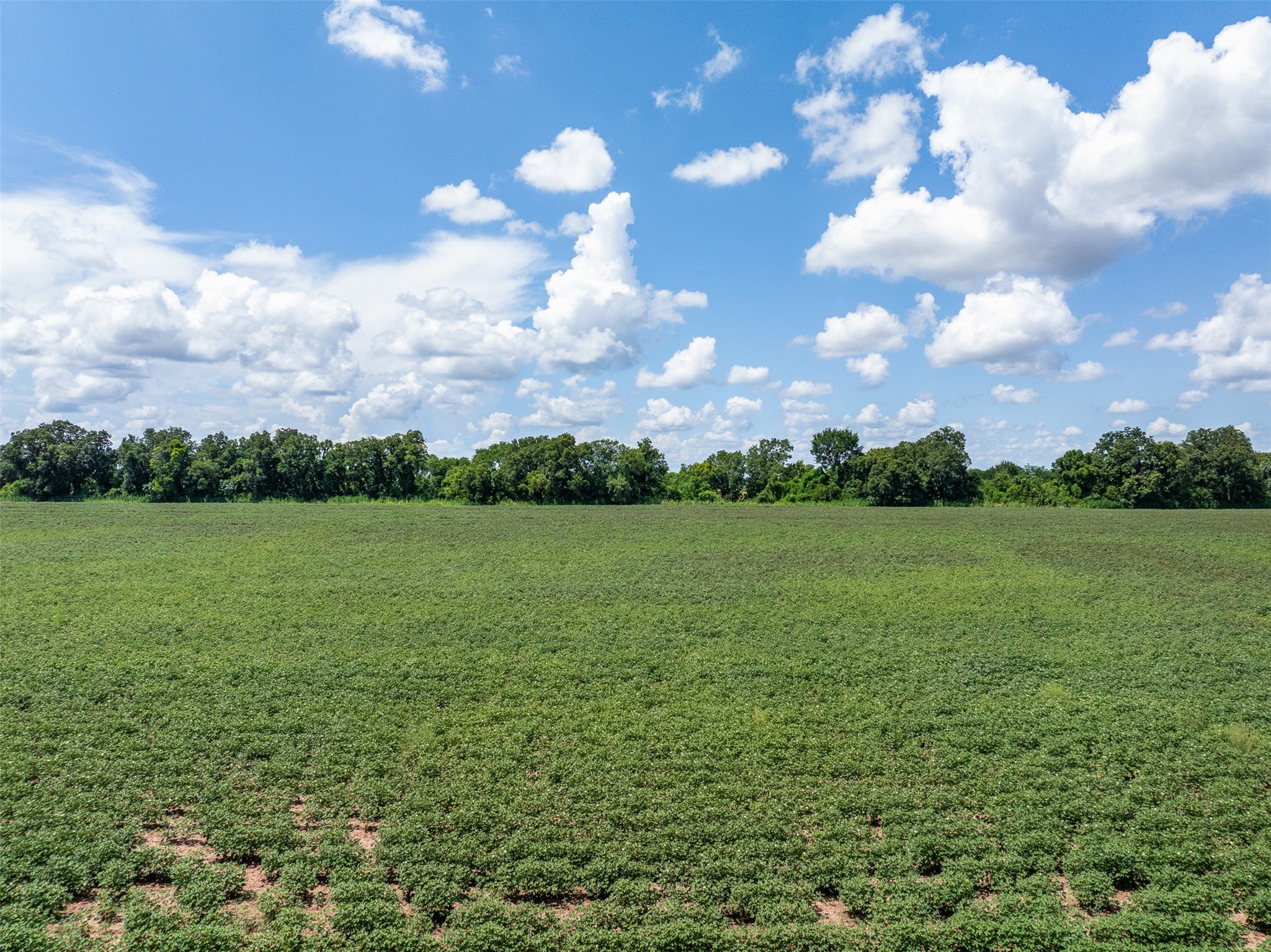 0 Fm 50 Somerville, TX 77879 - Photo 38 of 38 a view of outdoor space with green field