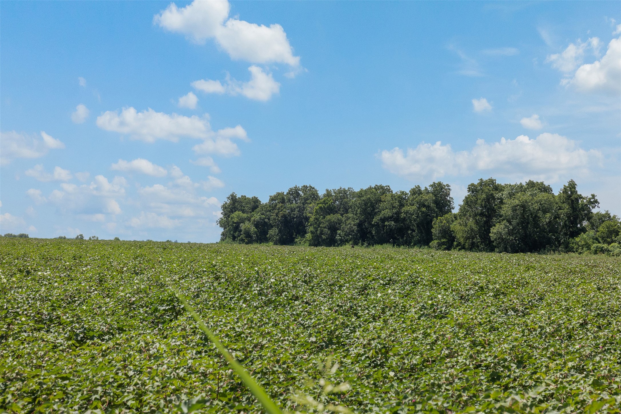 0 Fm 50 Somerville, TX 77879 - Photo 5 of 38 a view of a big yard with plants and large trees