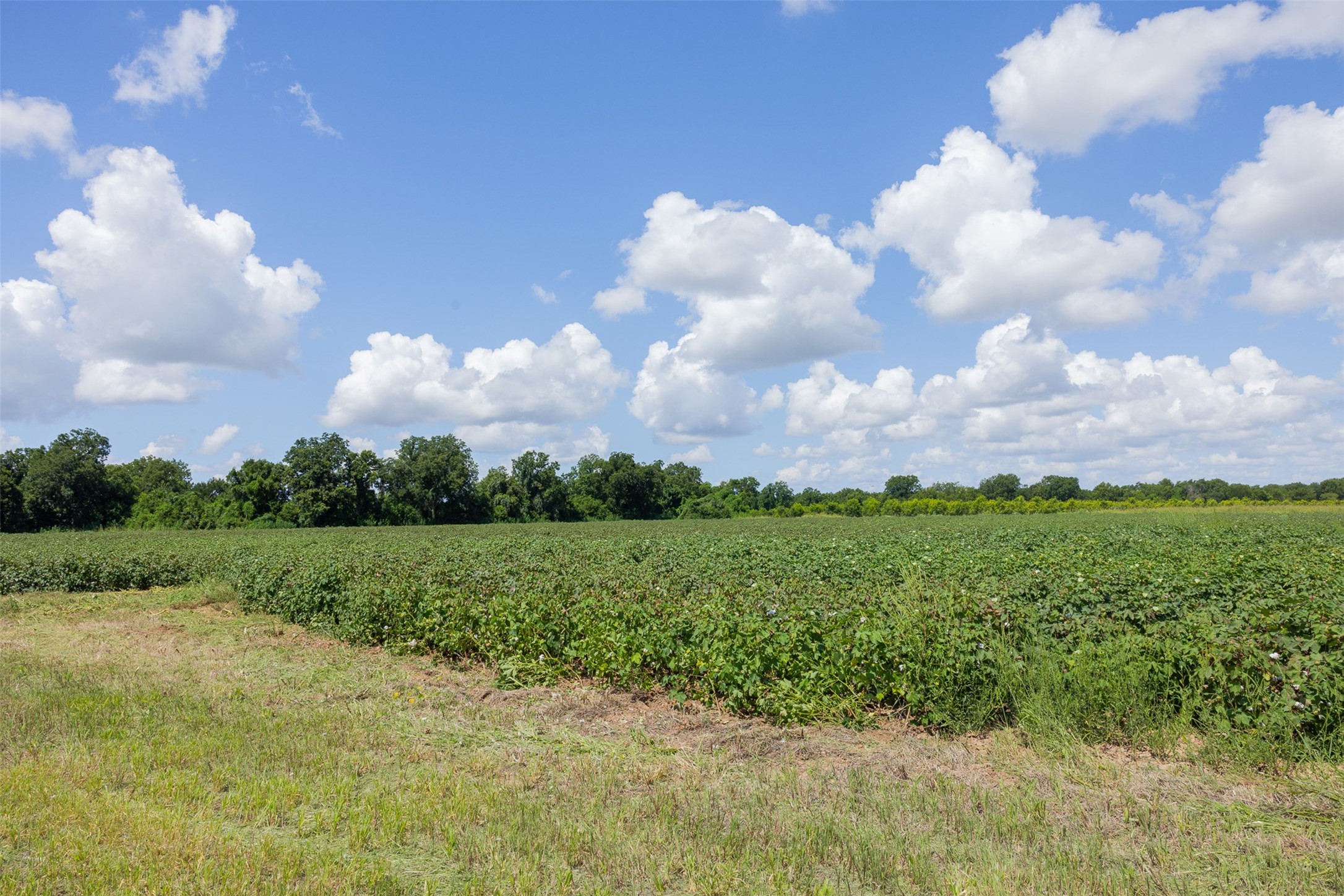 0 Fm 50 Somerville, TX 77879 - Photo 9 of 38 a view of a field of grass and trees