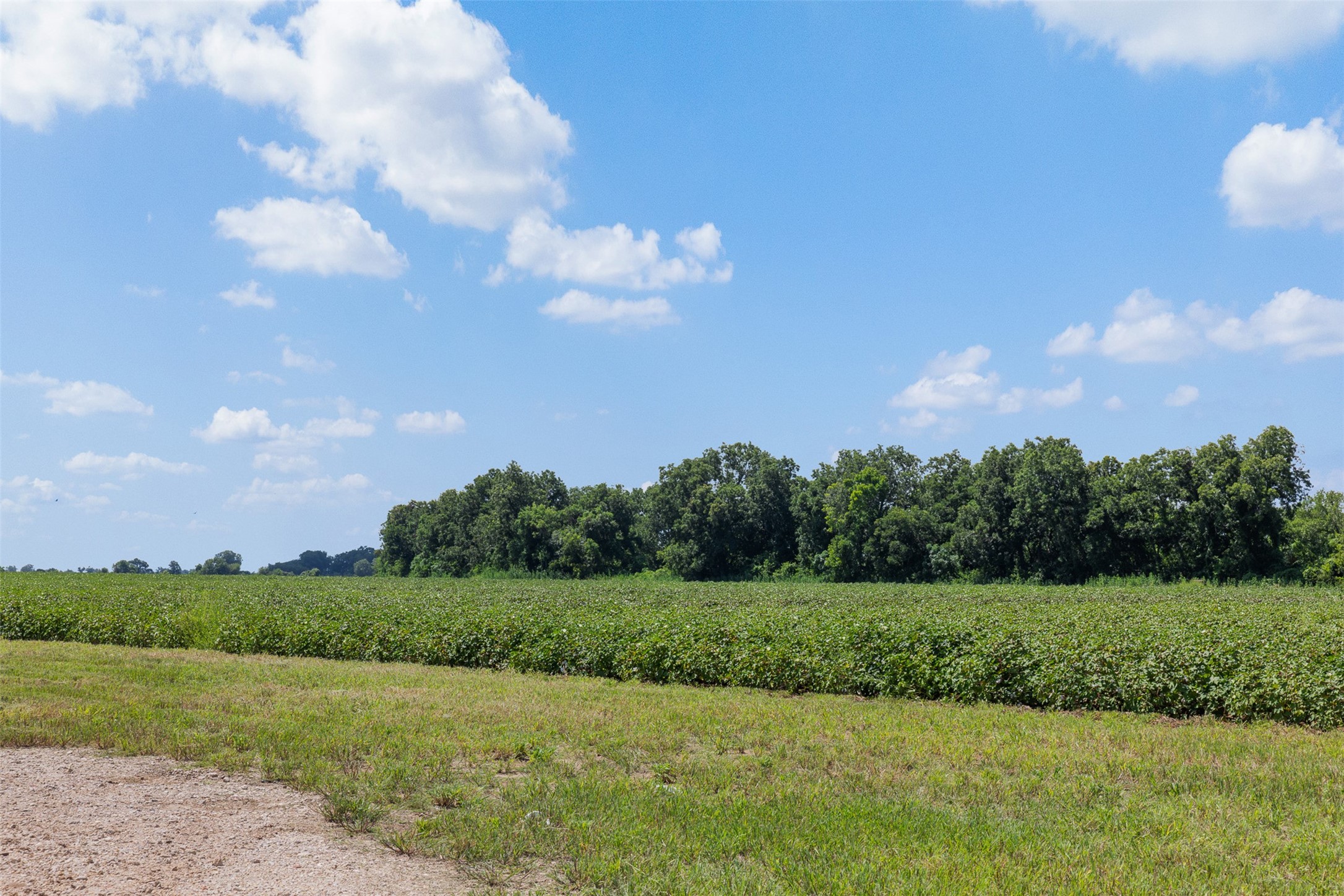 0 Fm 50 Somerville, TX 77879 - Photo 10 of 38 a view of a big yard
