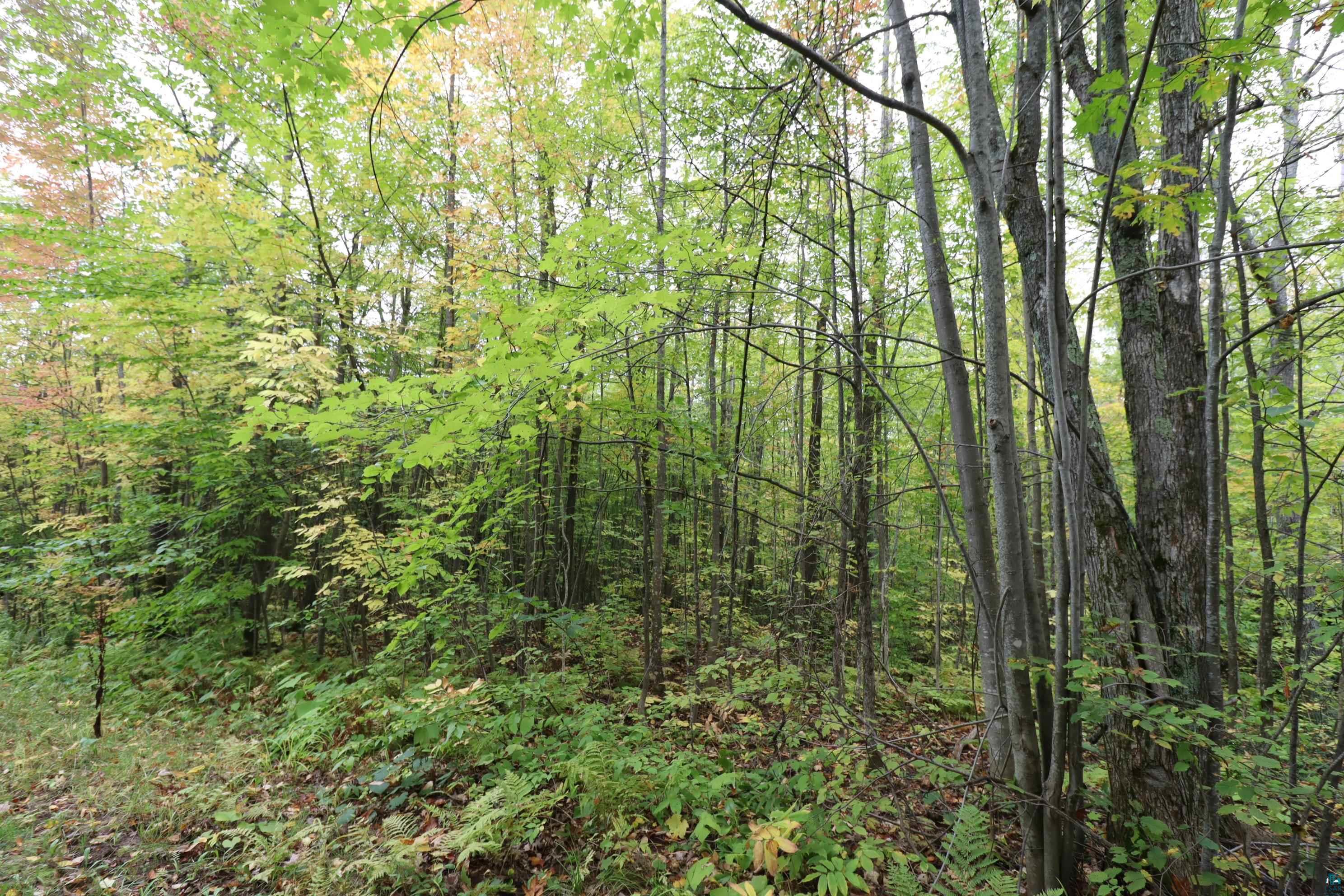 90-xxx Holt Road Bayfield, WI 54814 - Photo 9 of 9 Gallery Image 9