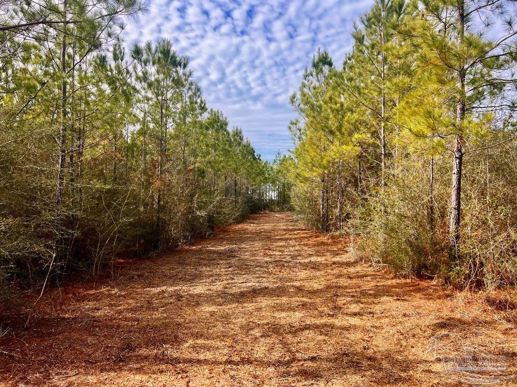 Lot 13-br Buffalo Ridge Road Pace, FL 32571 - Photo 6 of 20 a view of a yard with plants and trees