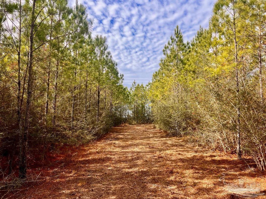 Lot 13-br Buffalo Ridge Road Pace, FL 32571 - Photo 7 of 20 a view of backyard of a building