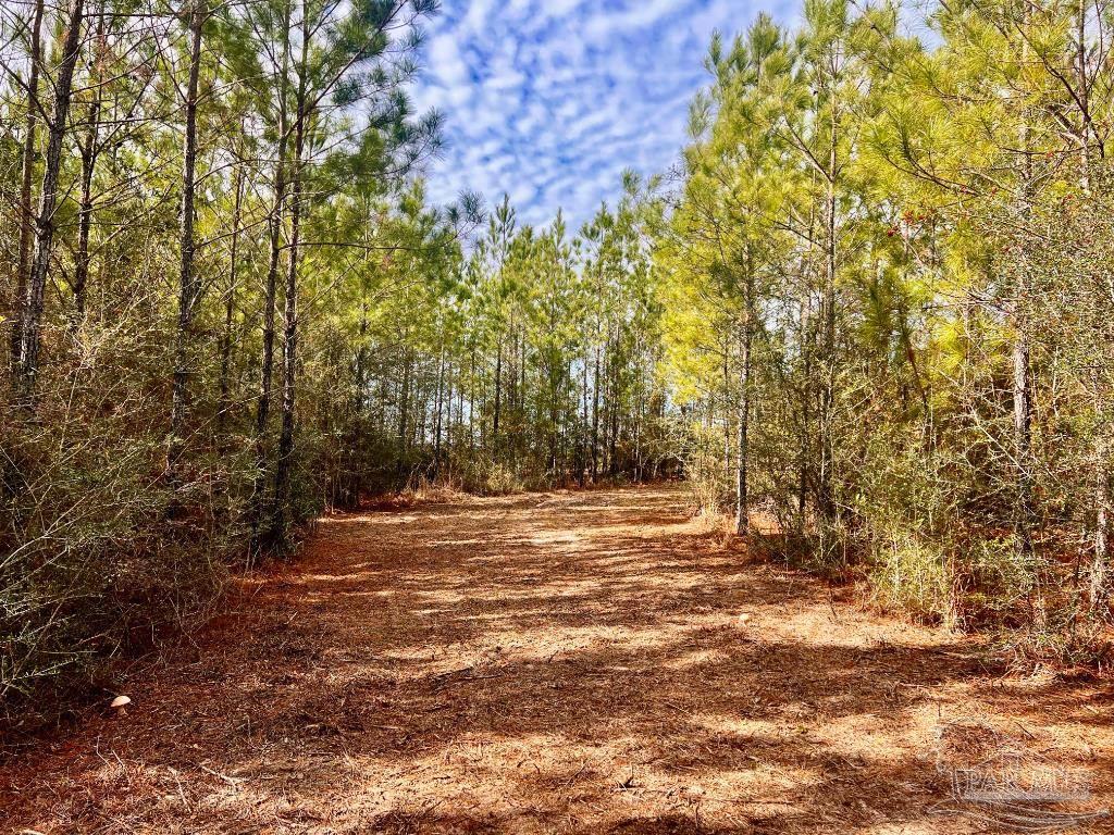 Lot 13-br Buffalo Ridge Road Pace, FL 32571 - Photo 8 of 20 a view of a yard with a tree