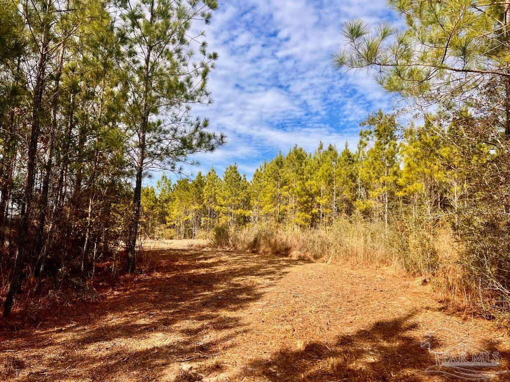 Lot 13-br Buffalo Ridge Road Pace, FL 32571 - Photo 9 of 20 a view of backyard of house with green space