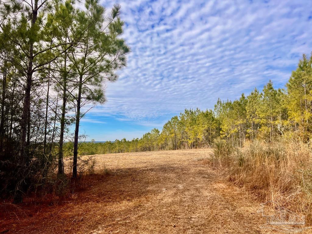 Lot 13-br Buffalo Ridge Road Pace, FL 32571 - Photo 10 of 20 a view of a yard with a tree