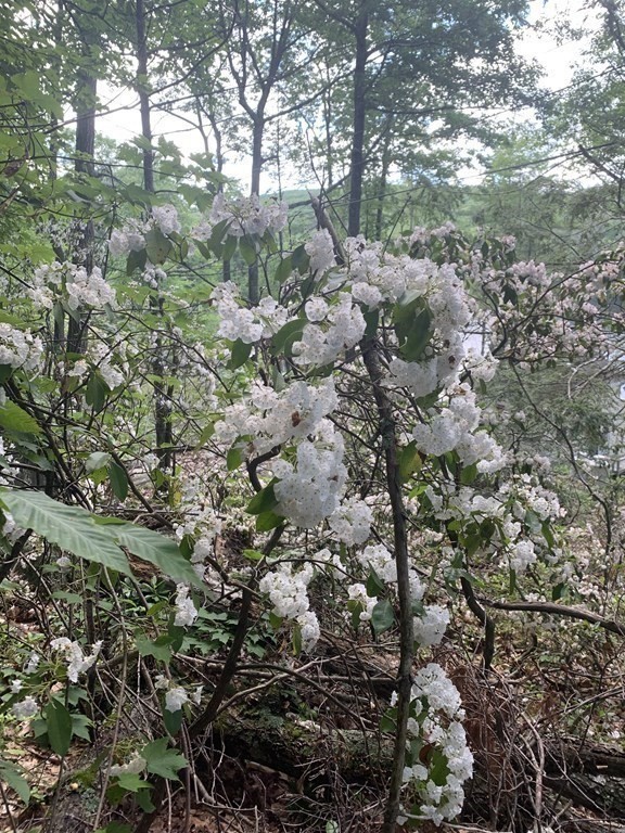 46 Dusty Road Erving, MA 01344 - Photo 10 of 14 a view of a forest with trees