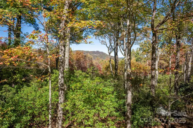 a view of a forest with a tree