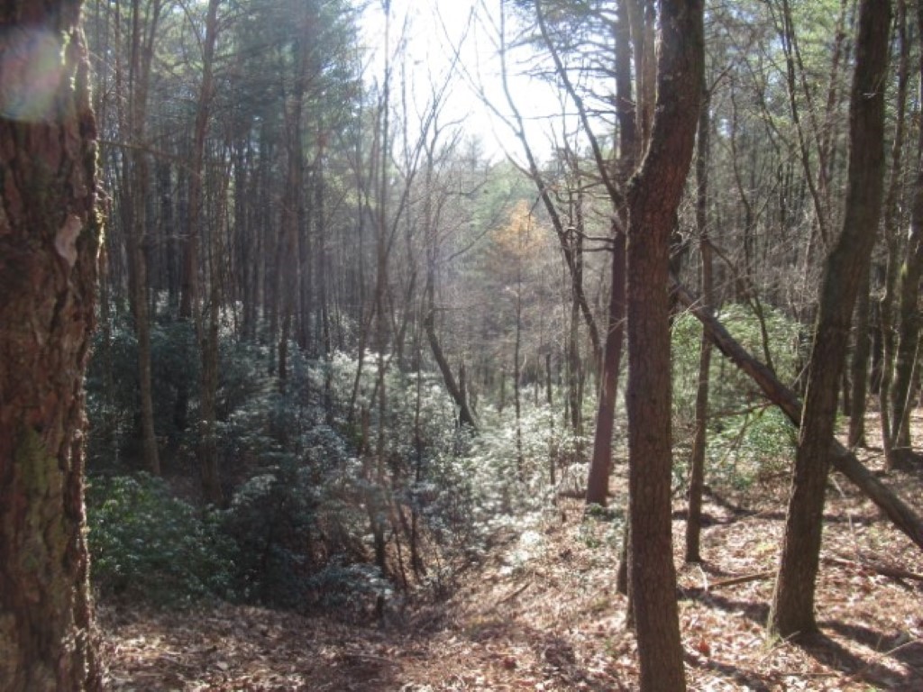 Lot 10 Sweet Shrub Court Sunset, SC 29685 - Photo 3 of 25
