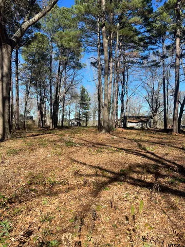 a row of trees with yard